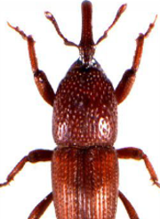 <span style="font-weight: 700;">Picudo del trigo:</span> (Sitophilus granarius) tiene un ciclo de vida de 5 a 8 semanas, alcanza la adultez en unos 30 días y puede vivir hasta 7 meses. Se desarrolla en granos almacenados, especialmente trigo, y no requiere agua ni luz para reproducirse. <span style="font-weight: bold;">Fases:</span> huevo, larva, pupa, adulto (metamorfosis completa). <span style="font-weight: bold;">Duración total: </span>35 a 60 días en condiciones cálidas- <span style="font-weight: bold;">Edad adulta</span>: ≈ 30 días- <span style="font-weight: bold;">Longevidad del adulto:</span> 4 a 7 meses, aunque puede vivir hasta 1 año en ambientes frescos. <span style="font-weight: bold;">Reproducción:</span>  La hembra perfora el grano y deposita 1 huevo por grano. Puede poner hasta 300 huevos durante su vida. Se desarrolla dentro del grano, lo que dificulta su detección.