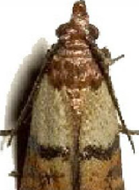 <span style="font-weight: bold;">Polilla de la harina de la india: </span>(Plodia interpunctella) es una de las plagas más comunes y dañinas en productos almacenados. Su ciclo de vida es rápido y su capacidad de dispersión y contaminación la hace crítica en ambientes de almacenamiento de alimentos. <span style="font-weight: bold;">Fases: </span>huevo, larva (5 estadios), pupa, adulto. <span style="font-weight: bold;">Duración total:</span> 25 a 40 días, según temperatura y humedad. <span style="font-weight: bold;">Edad adulta:</span> desde el día 25. <span style="font-weight: bold;">Longevidad del adulto:</span> ≈ 10 a 14 días- <span style="font-weight: bold;">Reproducción:</span> la hembra pone hasta 400 huevos sobre el alimento. <span style="font-weight: bold;">Observaciones:</span> las larvas son móviles y pueden desplazarse varios metros para pupar. Infesta harinas, cereales, frutos secos, semillas, alimentos para mascotas y especias. Las larvas dejan hilos de seda y excrementos, contaminando los productos. 