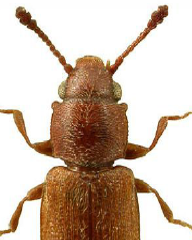 <span style="font-weight: bold;">Gorgojo Forastero de los granos: </span>(Ahasverus advena) No se alimenta directamente del grano, sino de mohos y materia orgánica en descomposición, por lo que su presencia indica problemas de higiene o humedad en los almacenes. <span style="font-weight: bold;">Fases:</span> huevo, larva (varios estadios), pupa, adulto- <span style="font-weight: bold;">Duración total:</span> ≈ 30 días en condiciones favorables (25–30 °C, HR > 65 %). <span style="font-weight: bold;">Edad adulta:</span> desde el día 30- <span style="font-weight: bold;">Longevidad del adulto</span>: hembras ≈ 208 días; machos ≈ 159 días; no apareados hasta 275–301 días. <span style="font-weight: bold;">Reproducción:</span> la hembra pone de 1 a 4 huevos diarios (máx. 8–12), con picos entre los días 15 y 105 .   