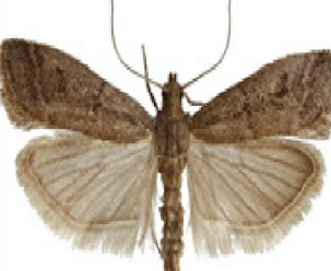 <span style="font-weight: bold;">Polilla del Tabaco: </span>(Ephestia elutella) es una plaga secundaria de productos almacenados, especialmente tabaco, cacao, frutos secos, cereales y harinas. Su ciclo de vida varía según la temperatura, y puede desarrollarse en ambientes cálidos y mal ventilados. <span style="font-weight: bold;">Fases:</span> huevo, larva (4–5 estadios), pupa, adulto. <span style="font-weight: bold;">Duración total: </span>30 a 60 días, según temperatura y humedad. <span style="font-weight: bold;">Edad adulta: </span>desde el día 30. <span style="font-weight: bold;">Longevidad del adulto:</span> ≈ 10 a 14 días- <span style="font-weight: bold;">Reproducción:</span> la hembra pone hasta 200 huevos sobre el alimento. <span style="font-weight: bold;">Observaciones:</span> las larvas tejen túneles de seda en el alimento, contaminándolo con excrementos y restos. 