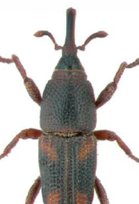 <span style="font-weight: bold;">Picudo del arroz: </span> (Sitophilus oryzae) tiene un ciclo de vida de 26 a 35 días, alcanza la adultez en menos de un mes y puede vivir hasta 5 meses. Se desarrolla dentro de granos almacenados como arroz, trigo y maíz, y es capaz de volar, lo que facilita su dispersión. - Fases: huevo, larva, pupa,  adulto (metamorfosis completa) <span style="font-weight: bold;">Duración total:</span> ≈ 26 a 35 días en condiciones cálidas. <span style="font-weight: bold;">Edad adulta</span>: desde el día 26- <span style="font-weight: bold;">Longevidad del adulto:</span> hasta 5 meses, aunque puede vivir hasta 2 años en condiciones óptimas.  Capaz de volar, a diferencia del picudo del trigo.