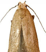 <span style="font-weight: 700;">Polilla del grano:</span> (Plodia interpunctella) tiene un ciclo de vida de 25 a 40 días, alcanza la adultez en menos de un mes y puede vivir hasta 2 semanas como adulta. Se reproduce en productos almacenados como granos, harinas, frutos secos y cereales, y está presente desde zonas costeras hasta altitudes medias.  <span style="font-weight: bold;">Fases</span>: huevo, larva (5 estadios), pupa, adulto. <span style="font-weight: bold;">Duración total:</span> 25 a 40 días, dependiendo de temperatura y humedad <span style="font-weight: bold;">Edad adulta:</span> desde el día 25. <span style="font-weight: bold;">Longevidad del adulto: </span>≈ 10 a 14 días.  <span style="font-weight: bold;">Reproducción:</span> La hembra pone hasta 400 huevos sobre el alimento Las larvas son móviles y pueden desplazarse varios metros para pupar.