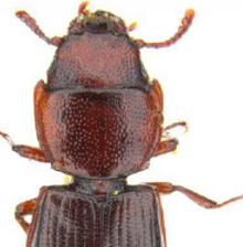 <span style="font-weight: 700;">Carcoma (grande) de graneros </span>(Tenebroides mauritanicus). Especialmente en silos, molinos y bodegas con condiciones cálidas y húmedas. Su presencia suele indicar infestaciones avanzadas o problemas estructurales. <span style="font-weight: bold;">Fases:</span> huevo, larva (varios estadios), pupa, adulto- <span style="font-weight: bold;">Duración total</span>: 40 a 60 días por generación; hasta 2 generaciones por año. <span style="font-weight: bold;">Edad adulta:</span> desde el día 40. <span style="font-weight: bold;">Longevidad del adulto: </span>hasta 2 años. <span style="font-weight: bold;">Reproducción:</span> la hembra pone entre 500 y 1200 huevos en grupos, durante varios meses.