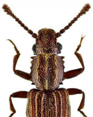 <span style="font-weight: bold;">Carcoma dentada: </span>(Oryzaephilus surinamensis) tiene un ciclo de vida de 25 a 30 días, con desarrollo óptimo entre 30 °C y 35 °C. Es una plaga secundaria que infesta productos secos envasados como harinas, cereales, pastas, frutos secos y piensos, especialmente cuando hay granos dañados o humedad.  <span style="font-weight: bold;">Fases:</span> huevo, larva (varios estadios), pupa, adulto. <span style="font-weight: bold;">Duración total: </span>25 a 30 días, según temperatura y humedad. <span style="font-weight: bold;">Edad adulta:</span> desde el día 25- <span style="font-weight: bold;">Longevidad del adulto:</span> ≈ 6 a 10 meses- <span style="font-weight: bold;">Reproducción:</span> la hembra pone hasta 300 huevos sobre o entre los productos infestados 