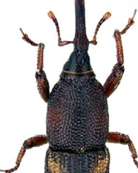 <span style="font-weight: bold;">Picudo del maíz: </span>(Sitophilus zeamais) tiene un ciclo de vida de 4 a 6 semanas, alcanza la adultez en menos de un mes y puede vivir hasta 8 meses. Se desarrolla dentro de granos almacenados y es capaz de volar, lo que facilita su dispersión desde el campo hasta los silos. - <span style="font-weight: bold;">Fases:</span> huevo, larva, pupa, adulto (metamorfosis completa) <span style="font-weight: bold;">Duración total: </span>28 a 42 días en condiciones cálidas. <span style="font-weight: bold;">Edad adulta:</span> desde el día 28- <span style="font-weight: bold;">Longevidad del adulto:</span> 7 a 8 meses, aunque puede alcanzar 1 año en ambientes frescos- <span style="font-weight: bold;">Reproducción:</span>  La hembra deposita 1 huevo por grano, sellando la perforación con una sustancia gelatinosa. Puede poner entre 300 y 400 huevos durante su vida.