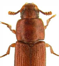 <span style="font-weight: 700;">Gorgojo Castaño de la harina:</span> (Tribolium castaneum) tiene un ciclo de vida de 25 a 35 días, con desarrollo acelerado en ambientes cálidos y húmedos. Infesta productos almacenados como harinas, cereales, granos partidos y frutos secos, y se encuentra desde zonas costeras hasta altitudes medias.<span style="font-weight: bold;">Fases:</span> huevo, larva (6–8 estadios), pupa, adulto<span style="font-weight: bold;">Duración total:</span> 25 a 35 días, según temperatura y humedad<span style="font-weight: bold;">Edad adulta</span>: desde el día 25<span style="font-weight: bold;">Longevidad del adulto</span>: ≈ 60 a 90 días<span style="font-weight: bold;">Reproducción:</span> La hembra pone hasta 500 huevos directamente sobre el alimento