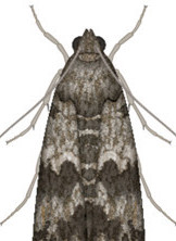 <span style="font-weight: bold;">Palomilla Mediterranea: </span>También conocida como Plodia interpunctella, es una polilla cosmopolita que infesta productos almacenados como frutos secos, harinas y cereales. Su ciclo de vida dura entre 25 y 40 días, y puede generar hasta 6 generaciones al año en condiciones cálidas. - <span style="font-weight: bold;">Fases:</span> huevo, larva (5 estadios), pupa, adulto  <span style="font-weight: bold;">Duración total: </span>25 a 40 días, dependiendo de temperatura y humedad  <span style="font-weight: bold;">Edad adulta:</span> desde el día 25. <span style="font-weight: bold;">Longevidad del adulto: </span>≈ 10 a 14 días- <span style="font-weight: bold;">Reproducción:</span> La hembra pone 50 a 300 huevos, aislados o en grupos. Puede generar hasta 6 generaciones anuales en ambientes cálidos.   