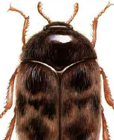 <span style="font-weight: bold;">Gorgojo Khapra: </span>es una de las plagas más destructivas de productos almacenados a nivel mundial. Es considerada una plaga cuarentenaria de alto riesgo por su resistencia, difícil erradicación y fuerte impacto en la seguridad alimentaria y el comercio internacional. <span style="font-weight: bold;">Fases:</span> huevo, larva (hasta 9 estadios), pupa, adulto. <span style="font-weight: bold;">Duración total:</span> 26 a 220 días, dependiendo de temperatura y densidad larval. <span style="font-weight: bold;">Edad adulta:</span> desde el día 26 (en condiciones óptimas)- <span style="font-weight: bold;">Longevidad del adulto:</span> 5 a 10 días (machos), 7 a 10 días (hembras)- <span style="font-weight: bold;">Reproducción:</span> la hembra pone de 50 a 90 huevos sobre productos almacenados- <span style="font-weight: bold;">Observaciones:</span> larvas muy resistentes, capaces de entrar en diapausa por años. 