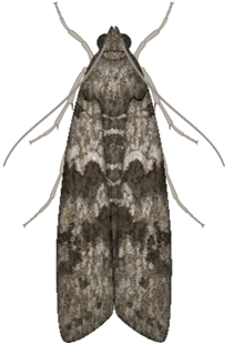 Polilla mediterranea