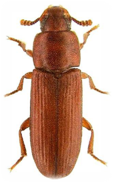 Gorgojo Castaño de la harina