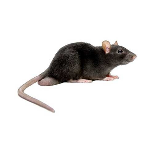 <span style="font-weight: bold;">Rata Negra o Tejado: </span>(Rattus rattus)Roedor comensal de distribución mundial, frecuente en techos, entretechos, bodegas, graneros, cocinas industriales y zonas costeras. Prefiere zonas elevadas y cálidas, y evita espacios húmedos o subterráneos. <span style="font-weight: bold;">Fases:</span> cría, juvenil, adulto. <span style="font-weight: bold;">Duración total:</span> ≈ 1 a 2 años, según condiciones ambientales. <span style="font-weight: bold;">Edad adulta: </span>≈ 3 a 4 meses.- <span style="font-weight: bold;">Longevidad del adulto:</span> hasta 24 meses en condiciones óptimas.  <span style="font-weight: bold;">Reproducción:</span>Gestación de 20 a 22 días. 3 a 6 camadas por año, con 5 a 10 crías por camada.  Actividad reproductiva todo el año en ambientes cálidos. <span style="font-weight: bold;">Observaciones:</span>  Omnívora, con preferencia por frutas, semillas, granos y vegetales. Excelente trepadora, puede escalar paredes, cables y árboles. Evita objetos nuevos (neofobia), lo que dificulta el control.  Cola más larga que el cuerpo, orejas grandes, hocico afilado.  Se diferencia de Rattus norvegicus por su menor tamaño, agilidad y hábitos arborícolas.