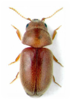 Escarabajo de la farmacia