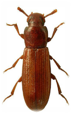 Gorgojo confuso de la harina