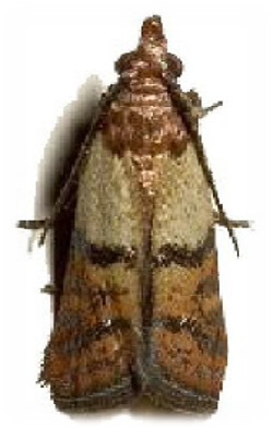 Polilla de la harina de la india