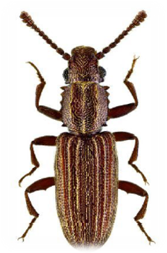 Carcoma Dentada de los Granos