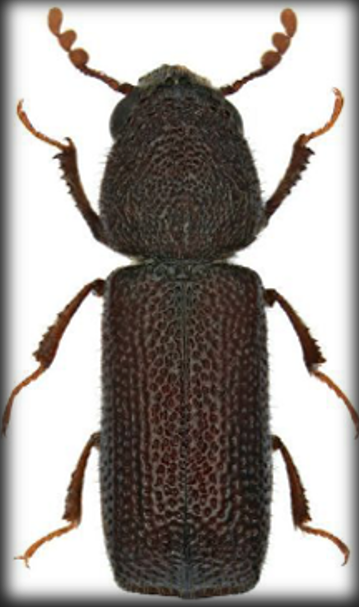 Barrenador Mayor de Los Granos