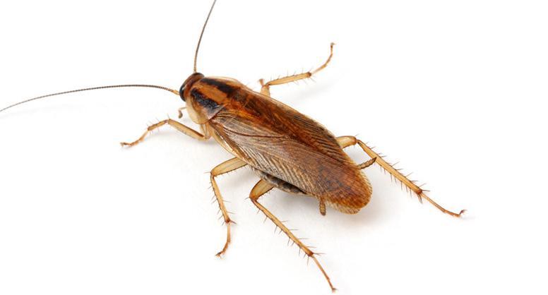 <span style="font-weight: 700;">Cucaracha Alemana: </span>(Blattella germanica) es una de las plagas más persistentes en interiores, con un ciclo de vida corto y alta tasa reproductiva. - <span style="font-weight: bold;">Fases:</span> huevo, ninfa (6–7 mudas), adulto- <span style="font-weight: bold;">Duración total: </span>50 a 60 días en condiciones ideales. <span style="font-weight: bold;">Edad adulta:</span> desde los 2 meses- <span style="font-weight: bold;">Longevidad del adulto</span>: hasta 7 meses- <span style="font-weight: bold;">Reproducción:</span>Cada hembra produce ootecas con hasta 50 huevos- Puede generar hasta 30000 descendientes por año