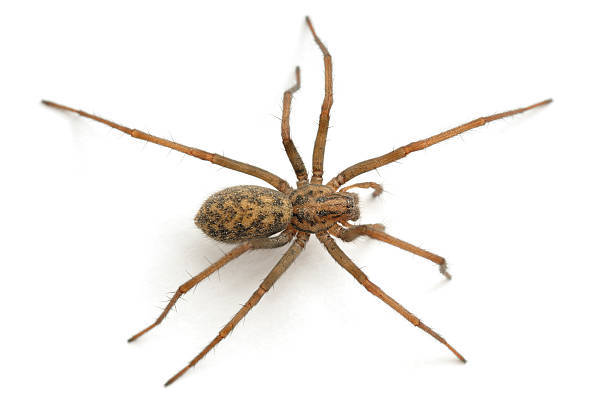 <span style="font-weight: bold;">Arañas: </span>La araña doméstica común tiene un ciclo de vida de 1 a 2 años, alcanza la adultez en 2 a 4 semanas y se desarrolla en rincones protegidos del hogar, como techos, esquinas y detrás de muebles.  <span style="font-weight: bold;">Fases:</span> huevo, larva (ninfa), subadulta,  adulta. <span style="font-weight: bold;">Duración total</span>: 2 a 4 semanas para alcanzar la adultez. <span style="font-weight: bold;">Edad adulta</span>: desde la semana 3, dependiendo de temperatura y alimento. <span style="font-weight: bold;">Longevidad</span> del adulto: 1 a 2 años, aunque algunas hembras pueden vivir hasta 3 años