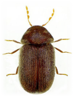 Escarabajo de la farmacia