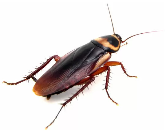 <span style="font-weight: bold;">Cucaracha Americana: </span> (Periplaneta americana) tiene un ciclo de vida largo y adaptable, alcanzando la adultez en 6 a 12 meses y viviendo hasta 2 años en condiciones favorables.  industriales. -<span style="font-weight: bold;"> Fases:</span> huevo, ninfa, adulto (metamorfosis incompleta). <span style="font-weight: bold;">Duración total: </span>6 a 12 meses para alcanzar la adultez. <span style="font-weight: bold;">Edad adulta: </span>desde los 6 meses, dependiendo de temperatura y alimento. <span style="font-weight: bold;">Longevidad del adulto:</span> hasta 2 años. <span style="font-weight: bold;">Reproducción:</span>- La hembra deposita ootecas con 14–16 huevos cada una- Puede producir hasta 2 ootecas por semana