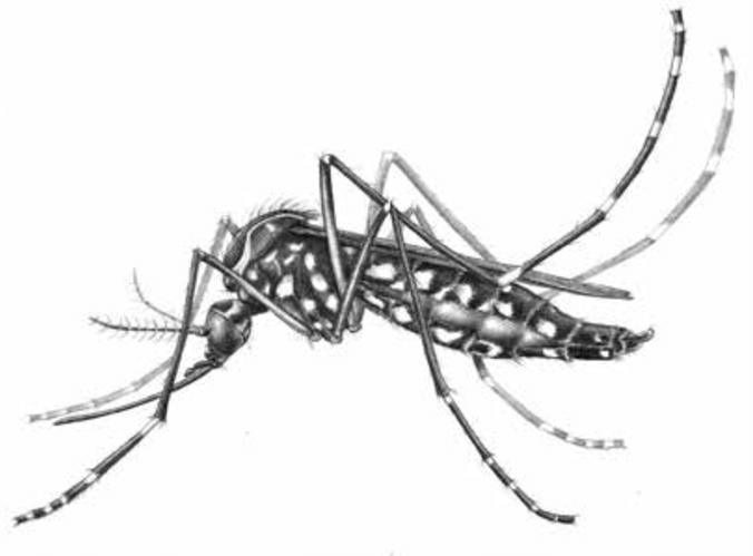 <span style="font-weight: 700;">Mosquito Aedes: </span>Aedes aegypti tiene un ciclo de vida de 7 a 10 días, alcanza la adultez en menos de una semana y vive aproximadamente 1 mes. Se reproduce en agua estancada y es común desde zonas costeras hasta altitudes de 1300 msnm. <span style="font-weight: bold;">Fases:</span> huevo, larva, pupa. adulto (metamorfosis completa). <span style="font-weight: bold;">Duración total: </span>3 a 10 días, dependiendo de temperatura y humedad <span style="font-weight: bold;">Edad adulta: </span>desde el día 7.  <span style="font-weight: bold;">Longevidad del adulto:</span> ≈ 30 días. <span style="font-weight: bold;">Reproducción:</span>  La hembra pone hasta 100 huevos por ciclo. Los huevos pueden sobrevivir hasta 8 meses en seco. <span style="font-weight: bold;">Vector de enfermedades: </span>dengue, Zika, chikungunya, fiebre amarilla