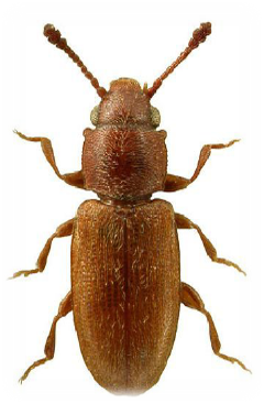 Gorgojo forastero de los granos