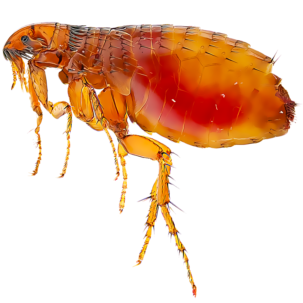 <span style="font-weight: 700;">Pulgas: </span>Las más comunes son las <span style="font-weight: bold;">de gato</span> (Ctenocephalides felis), <span style="font-weight: bold;">de perro </span>(Ctenocephalides canis) y <span style="font-weight: bold;">de humano</span> (Pulex irritans). <span style="font-weight: bold;">Pulga del gato</span> (Ctenocephalides felis): Es la más común y puede infestar a gatos, perros y otros mamíferos.<span style="font-weight: bold;">Pulga del perro</span> (Ctenocephalides canis): Aunque menos frecuente que la del gato, también parasita a perros y puede afectar a otros animales.<span style="font-weight: bold;">Pulga del humano</span> (Pulex irritans): Se alimenta principalmente de humanos y cerdos, pero su presencia en los hogares modernos es menos común que en el pasado.<span style="font-weight: bold;">Pulga de las aves</span> (Ceratophyllus gallinae): Afecta a las aves y a sus nidos, aunque puede picar a otros animales. <span style="font-weight: bold;">Fases: </span>huevo, larva (3 estadios), pupa, adulto. <span style="font-weight: bold;">Duración total: </span>≈ 15 a 45 días, según temperatura, humedad y disponibilidad de alimento. <span style="font-weight: bold;">Edad adulta:</span> desde el día 15.- <span style="font-weight: bold;">Longevidad del adulto:</span> hasta 2 años en condiciones óptimas.- <span style="font-weight: bold;">Reproducción</span>: La hembra pone 4 a 8 huevos por ingesta de sangre, acumulando 800 a 1.000 huevos en su vida. <span style="font-weight: bold;">Observaciones:</span> El adulto vive sobre el huésped, pero los huevos caen al ambiente. 