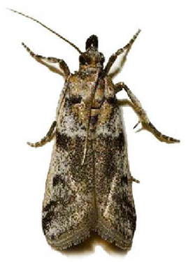 <span style="font-weight: 700;">Gusano de la Naranja:  </span>(Amyelois transitella).  Es una plaga lepidóptera que afecta frutos como naranja, mandarina, pistacho, almendra y nuez. Su presencia puede comprometer la calidad comercial de los productos, especialmente en postcosecha.<span style="font-weight: bold;"> Fases:</span> huevo, larva (5–7 estadios), pupa, adulto- <span style="font-weight: bold;">Duración total:</span> 55 a 84 días, según temperatura y humedad. <span style="font-weight: bold;">Edad adulta</span>: desde el día 55- <span style="font-weight: bold;">Longevidad del adulto</span>: ≈ 11 a 12 días.  <span style="font-weight: bold;">Reproducción:</span> la hembra pone hasta 200 huevos sobre frutos o residuos vegetales.  <span style="font-weight: bold;">Observaciones:</span> las larvas ingresan al fruto, causando daños internos y externos. Los adultos son palomillas grisáceas con alas anteriores cruzadas por bandas oscuras en zigzag.