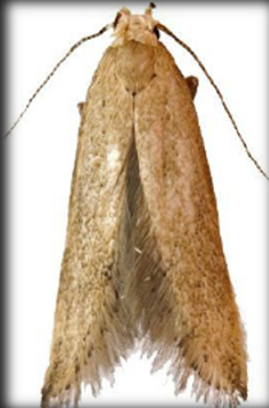 Polilla del Grano