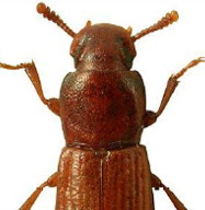 <span style="font-weight: bold;">Gorgojo Confuso de la harina: </span>(Tribolium confusum) tiene un ciclo de vida de 30 a 40 días, con desarrollo óptimo en ambientes cálidos y húmedos. Infesta productos almacenados como harinas, cereales, legumbres y frutos secos, y es común en bodegas, molinos y cocinas industriales. - <span style="font-weight: bold;">Fases:</span> huevo, larva (6–8 estadios), pupa, adulto. <span style="font-weight: bold;">Duración total:</span> 30 a 40 días, según temperatura y humedad.  <span style="font-weight: bold;">Edad adulta:</span> desde el día 30. <span style="font-weight: bold;">Longevidad del adulto</span>: ≈ 150 a 200 días. <span style="font-weight: bold;">Reproducción: </span>La hembra pone hasta 450 huevos sobre el alimento. <span style="font-weight: bold;">Observaciones:</span> No vuela; se diferencia de T. castaneum por sus antenas con ensanchamiento gradual.