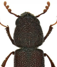 <span style="font-weight: bold;">Barrenador Mayor de los Granos: </span>(Prostephanus truncatus) tiene un ciclo de vida de 35 a 50 días, alcanza la adultez en poco más de un mes y puede vivir hasta 3 meses. Se reproduce en granos almacenados como maíz y sorgo, especialmente en ambientes cálidos y húmedos. <span style="font-weight: bold;">Fases</span>: huevo,  larva, pupa, adulto (metamorfosis completa) <span style="font-weight: bold;">Duración total:</span> 35 a 50 días en condiciones óptimas (32 °C y 80 % HR) <span style="font-weight: bold;">Edad adulta:</span> desde el día 35<span style="font-weight: bold;">Longevidad del adulto: </span>hasta 3 meses. <span style="font-weight: bold;">Reproducción</span>:  La hembra pone 30 a 50 huevos durante su vida- Los huevos se depositan en granos o en el polvo generado por el daño.