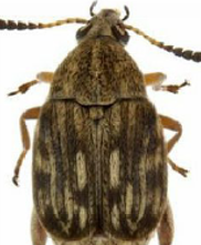 <span style="font-weight: bold;">Gorgojo del frijol: </span>(Acanthoscelides obtectus) tiene un ciclo de vida de 33 a 48 días, alcanza la adultez en poco más de un mes y puede vivir hasta 2 meses. Se reproduce en frijoles secos tanto en campo como en almacenamiento, y está presente desde zonas costeras hasta altitudes superiores a 2000 msnm. <span style="font-weight: bold;">Fases: </span>huevo, larva,  pupa, adulto (metamorfosis completa) <span style="font-weight: bold;">Duración total:</span> ≈ 33 a 48 días en condiciones cálidas. <span style="font-weight: bold;">Edad adulta:</span> desde el día 33.  <span style="font-weight: bold;">Longevidad del adulto: </span>≈ 30 a 60 días- <span style="font-weight: bold;">Reproducción:</span> La hembra deposita hasta 300 huevos sobre la superficie del frijol o en grietas. Las larvas penetran el grano y se desarrollan internamente.  